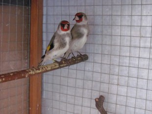 Carduelis c. paropanis