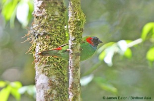 Parrotfinch Timor<br />© James Eaton