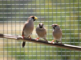 White Eared masked<br />© Gomer