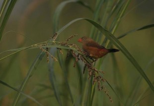 Anambra Waxbill - Astrild du Niger <br />©Julien Gonin