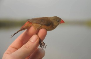 Anambra Waxbill - Astrild du Niger <br />©Julien Gonin