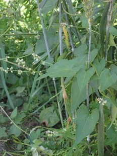 275px-Zwaluwtong_plant_(Fallopia_convolvulus).jpg