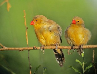 Astrilde abissina (Estrilda Ochrogaster)