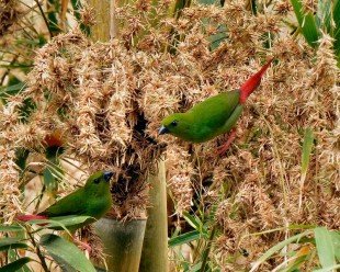 Erythrura viridifacies<br />©Alexander Loinaz