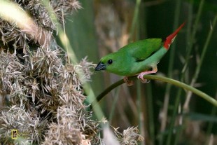 Erythrura viridifacies<br />©Colegio De San Juan De Letran