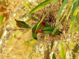 Erythrura viridifacies<br />©Lorenzo Barelli