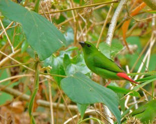 Green-faced-Parrotfinch (Erythrura-viridifacies)<br />©Alexander Loinaz