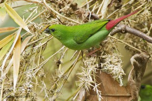 Green-faced Parrotfinch (Erythrura viridifacies)<br />©Neon Tomas Buenaflor Rosell II