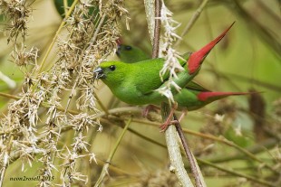 Green-faced Parrotfinch (Erythrura viridifacies)<br />©Neon Tomas Buenaflor Rosell II