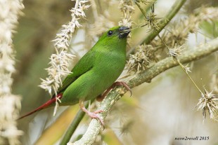 Green-faced Parrotfinch (Erythrura viridifacies)<br />©Neon Tomas Buenaflor Rosell II