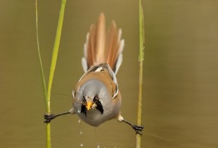 © Edwin Kats