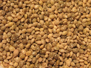 просо-8.jpg (143.8 КБ) 40317 просмотров Просо серебристое<br />©GA.