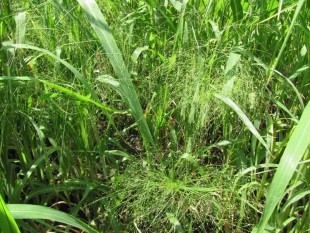 Просо волосовидное (Panicum capillare)<br />©GA.