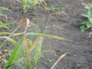 Просо волосовидное (Panicum capillare)<br />©GA.