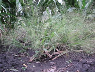 Просо волосовидное (Panicum capillare)<br />©GA.