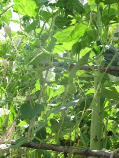 Лагенария (Lagenaria siceraria)