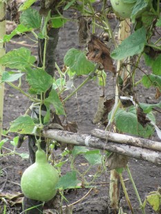 Лагенария (Lagenaria siceraria)