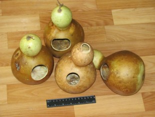 Лагинария.jpg (85.93 КБ) 3738 просмотров Лагенария (Lagenaria siceraria)