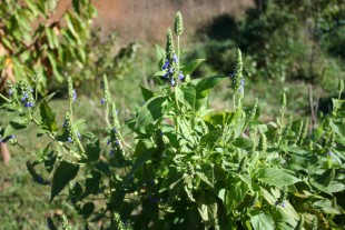 Chia-Seeds-Salvia-Hispanica-3.jpg