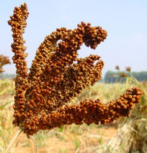 Дагусса (Eleusine coracana)