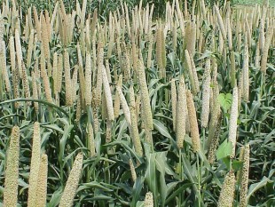 Grain-millet.jpg