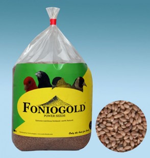 foniogold-2.jpg