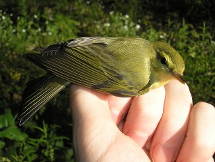 Wood-Warbler1.jpg