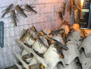 Locusta-migratoria-1.jpg