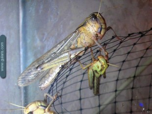 Locusta-migratoria-2.jpg
