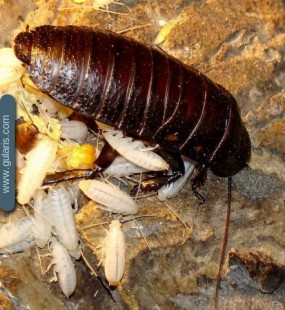 Мадагаскарский шипящий таракан