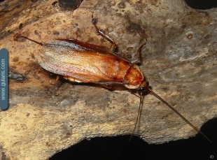 Вкуснятина - средниазиатский таракан