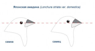 Японская-амадина-(различия-по-полу).jpg