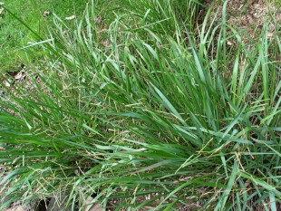 Paspalum-scrobiculatum.jpg