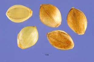 Paspalum-scrobiculatum-2.jpg