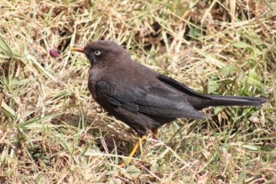 turdus nigrescens