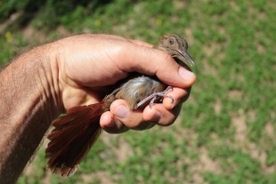 turdus grayi