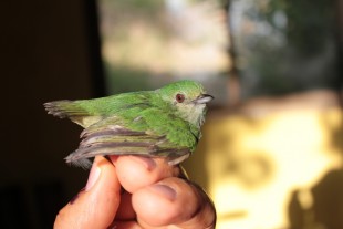 lepidothrix coronata самка