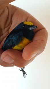 euphonia  hirundinacea