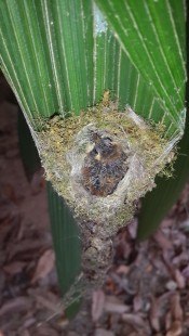 гнездо с птенцом колибри