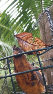 бабочка в форме листа кушает гнилой банан
