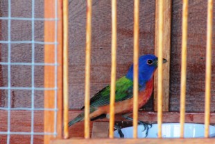 Painted Bunting