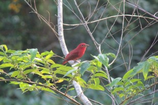 Summer Tanager