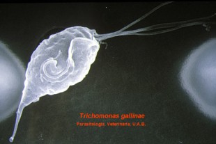 o_trichomonas_gallinae_2.jpg