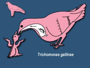Trichomonas_gallinae.jpg