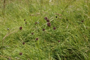 Allium vineale<br />© naturalist.fr