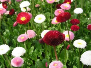 Маргаритка (Bellis perennis)