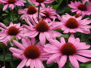 Эхинацея пурпурная (Echinacea purpurea)