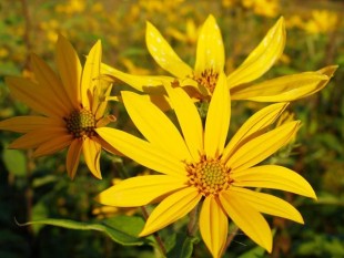 Топинамбур (Helianthus tuberosus)