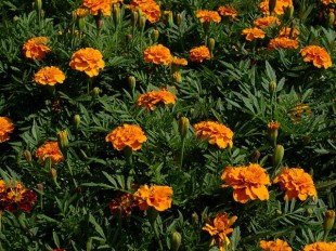 Бархатцы или чернобрывцы (Tagetes)