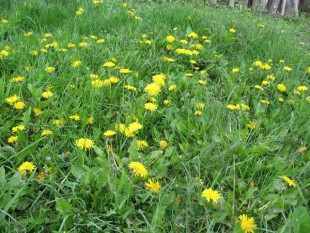 Одуванчик лекарственный (Taraxacum officinale)